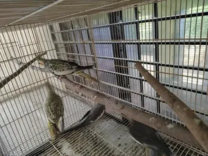 লাভ বার্ড এবং ককটেল বিক্রয়ের জন্য