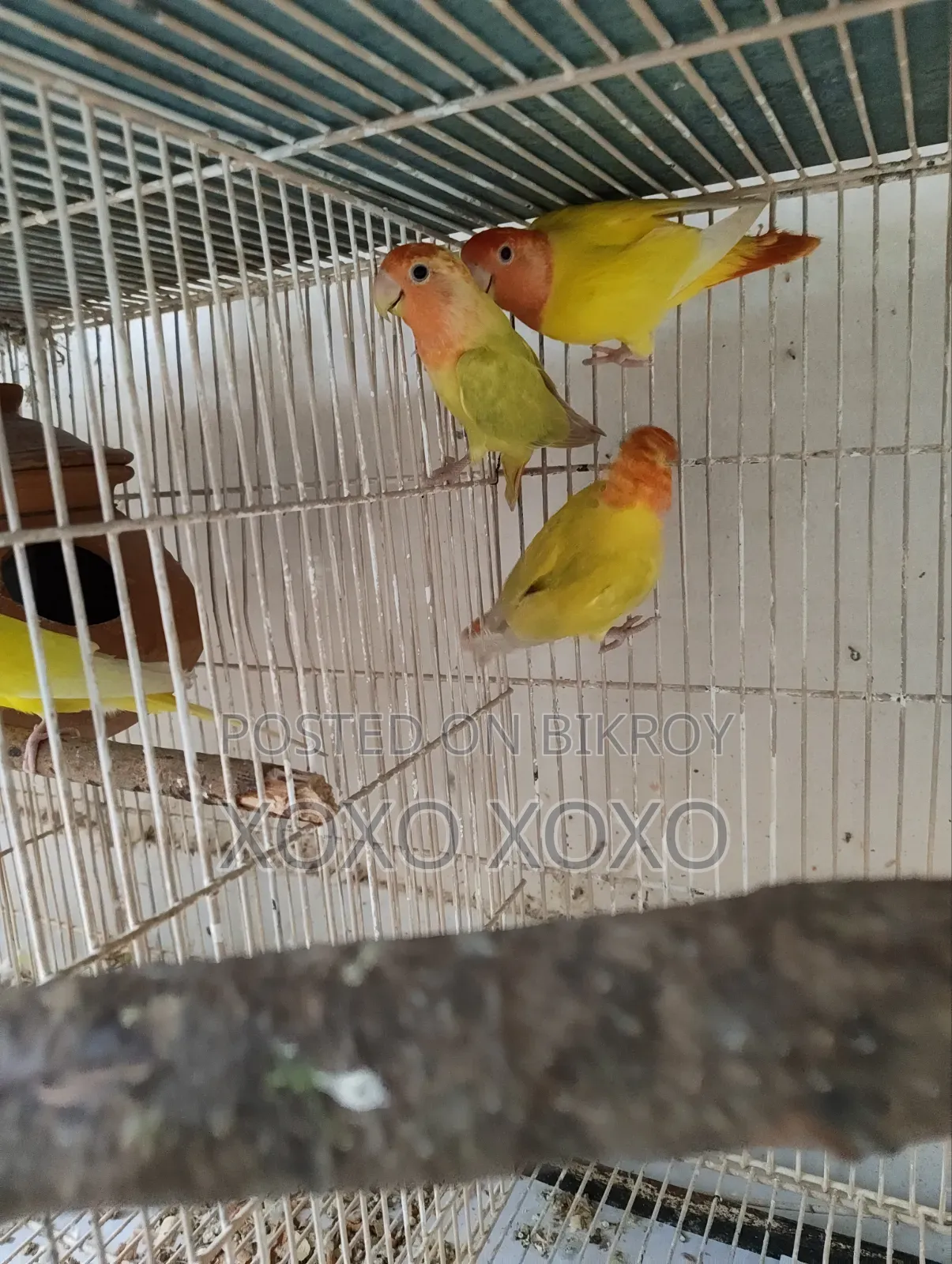 লাভ বার্ড এবং ককটেল বিক্রয়ের জন্য