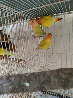 লাভ বার্ড এবং ককটেল বিক্রয়ের জন্য