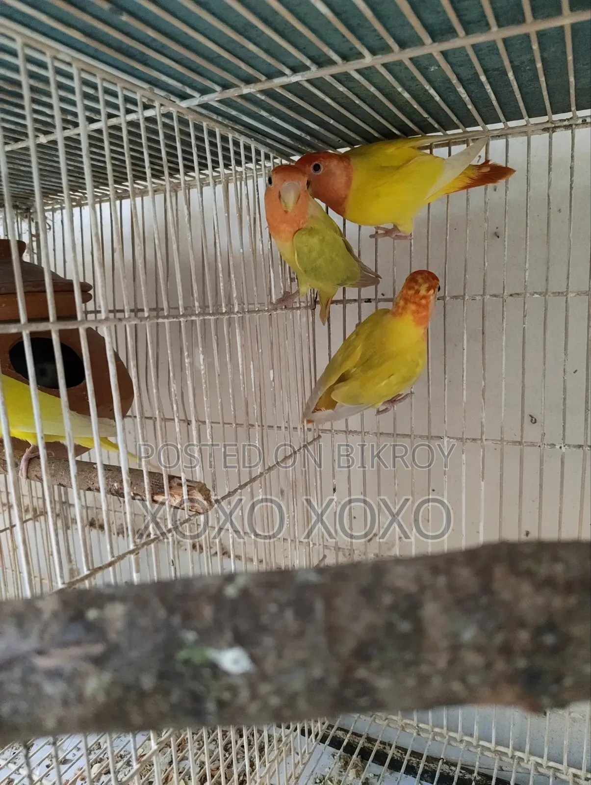 লাভ বার্ড এবং ককটেল বিক্রয়ের জন্য
