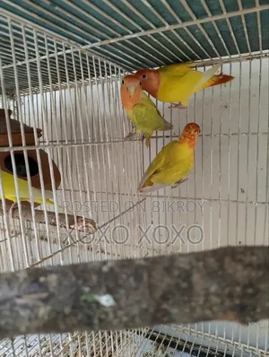 লাভ বার্ড এবং ককটেল বিক্রয়ের জন্য