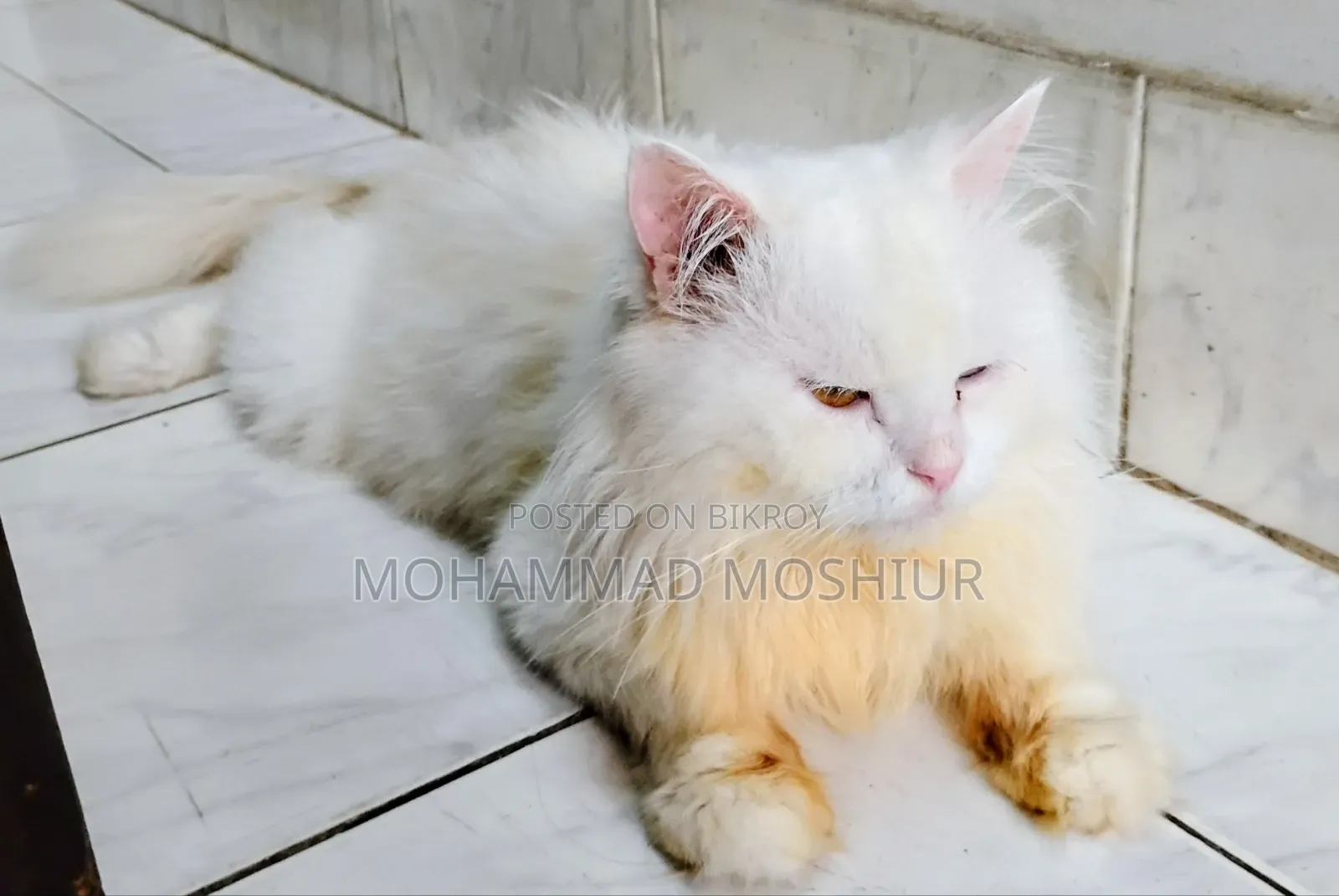 ৬-১২ মাস পুরুষ বিশুদ্ধ পার্সিয়ান