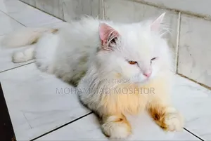 ৬-১২ মাস পুরুষ বিশুদ্ধ পার্সিয়ান