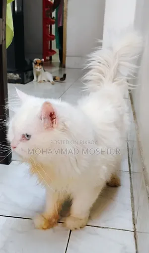 ৬-১২ মাস পুরুষ বিশুদ্ধ পার্সিয়ান