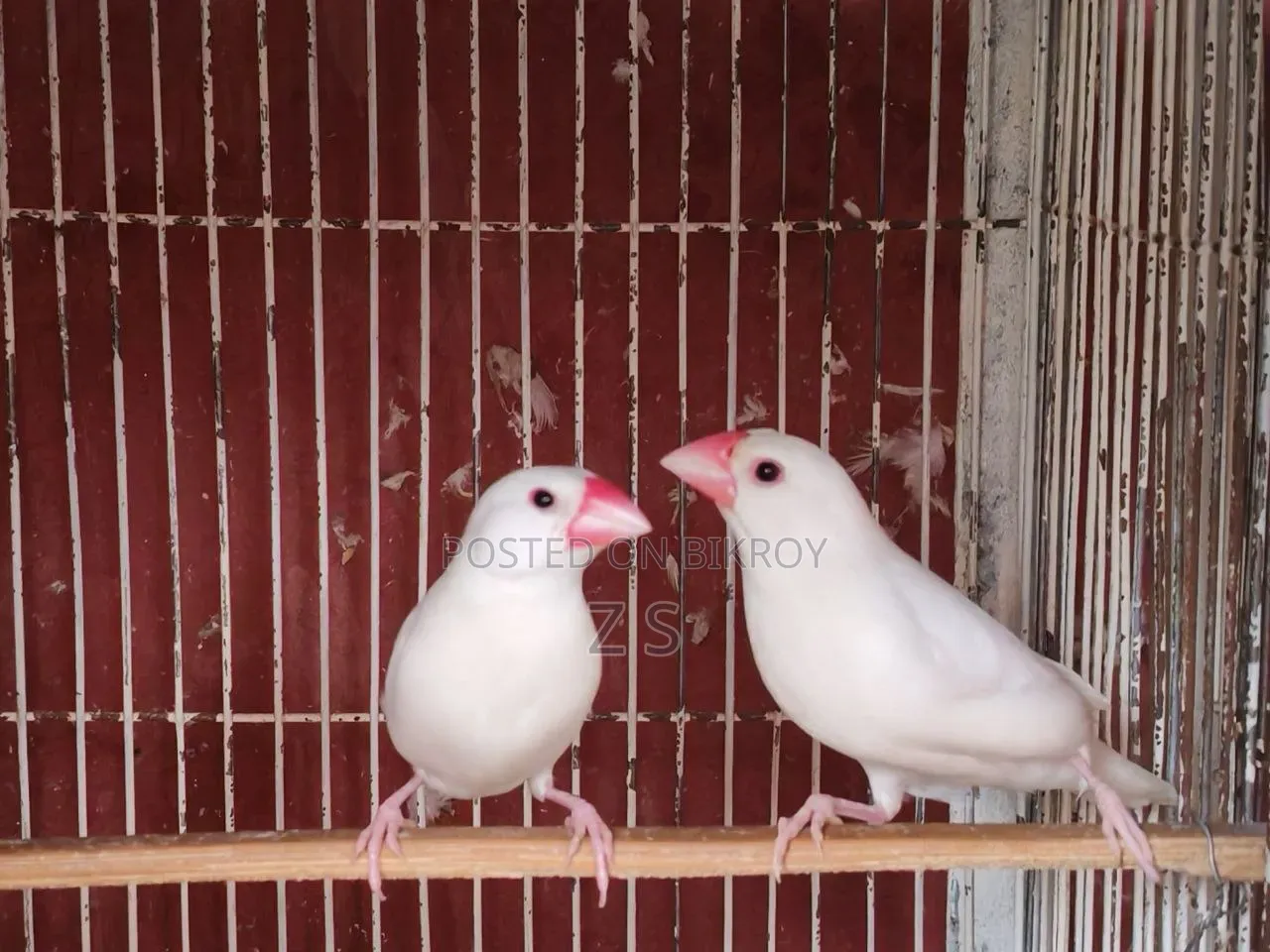 White Java Bird