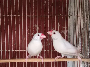 White Java Bird