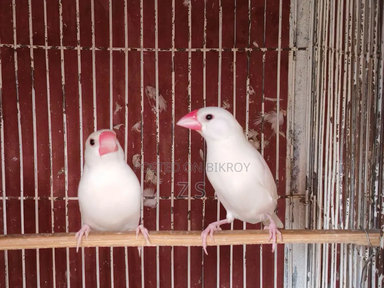 White Java Bird