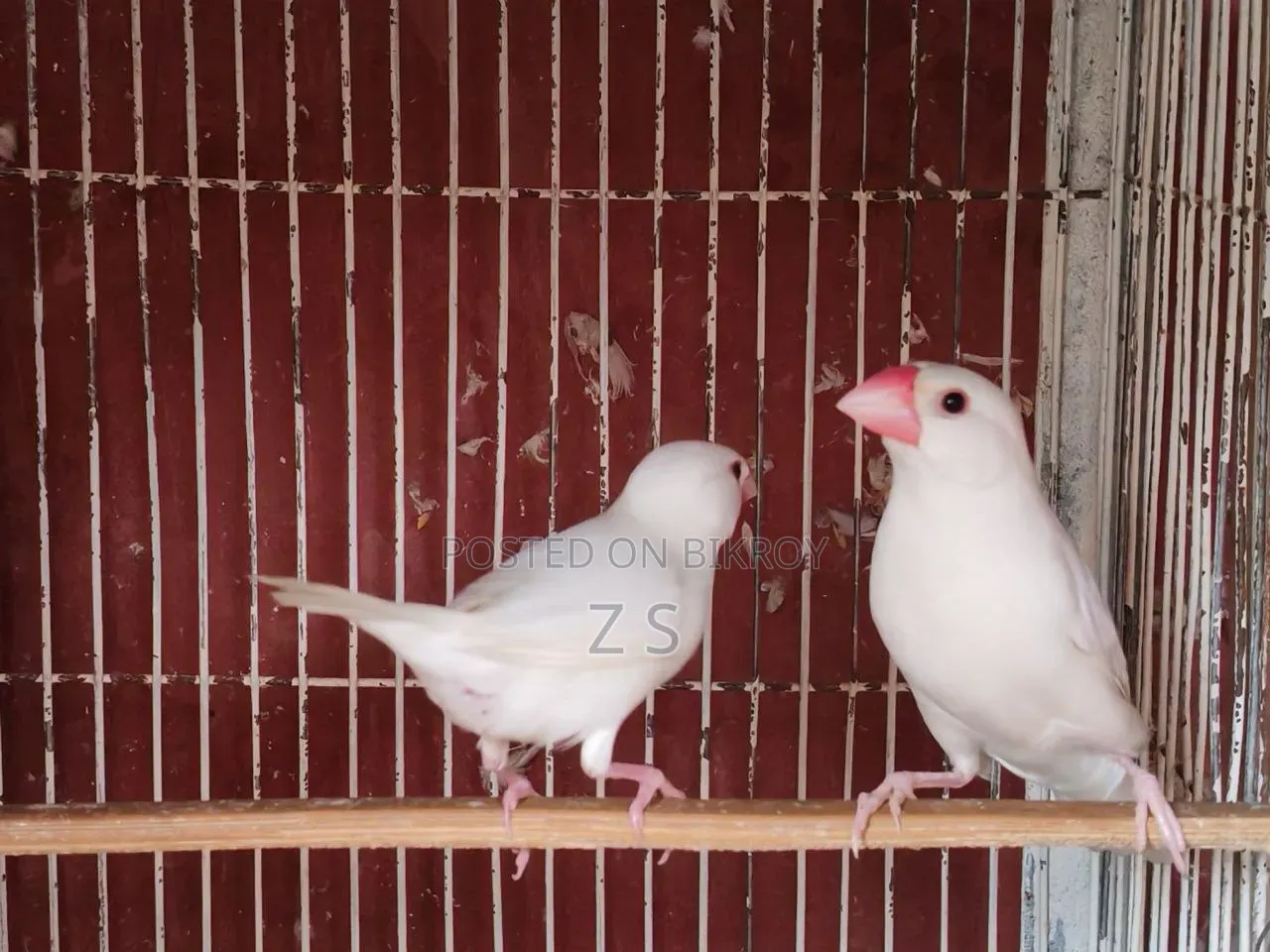 White Java Bird