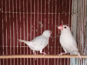 White Java Bird