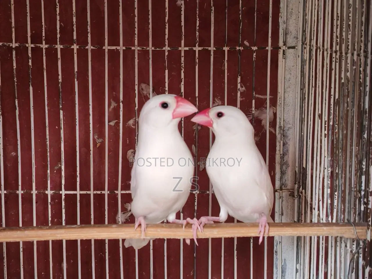 White Java Bird