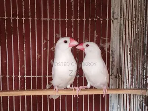 White Java Bird