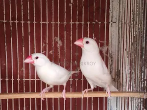 White Java Bird