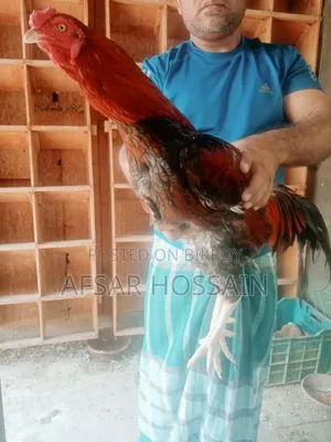Aseel Chicken