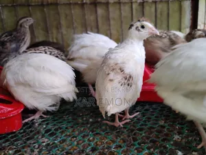 Cotonix Quail Bird