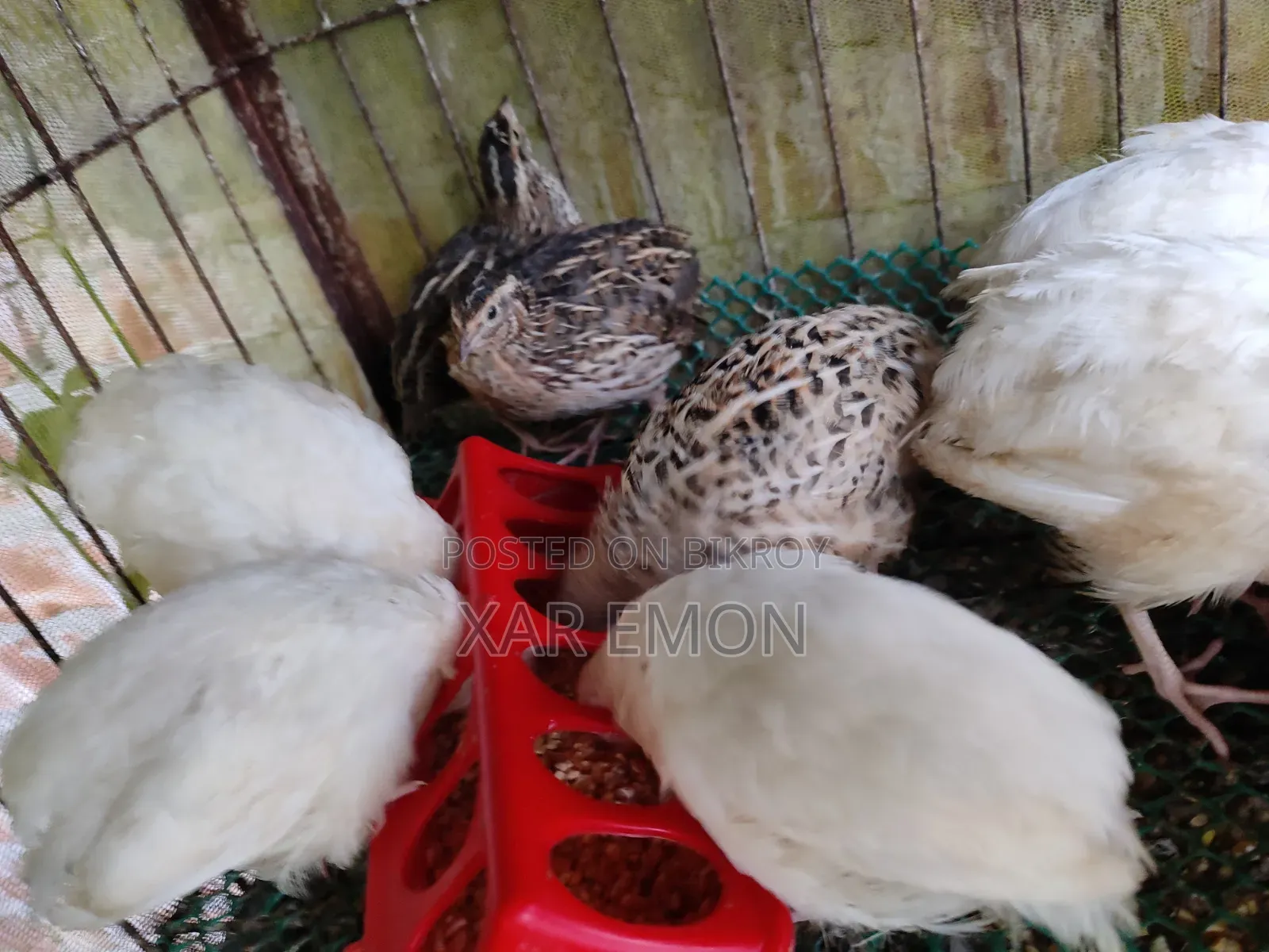 Cotonix Quail Bird
