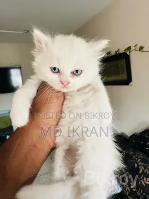 1-3 months Male Purebred Persian