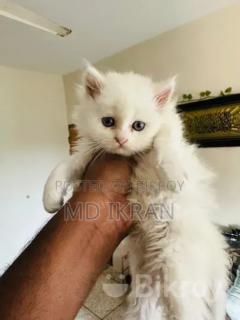 1-3 Months Male Purebred Persian