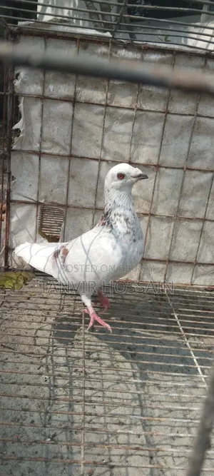 কবুতর বিক্রি