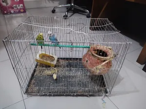 A pair of male and female lovebird birds with cage and food will be sold.
