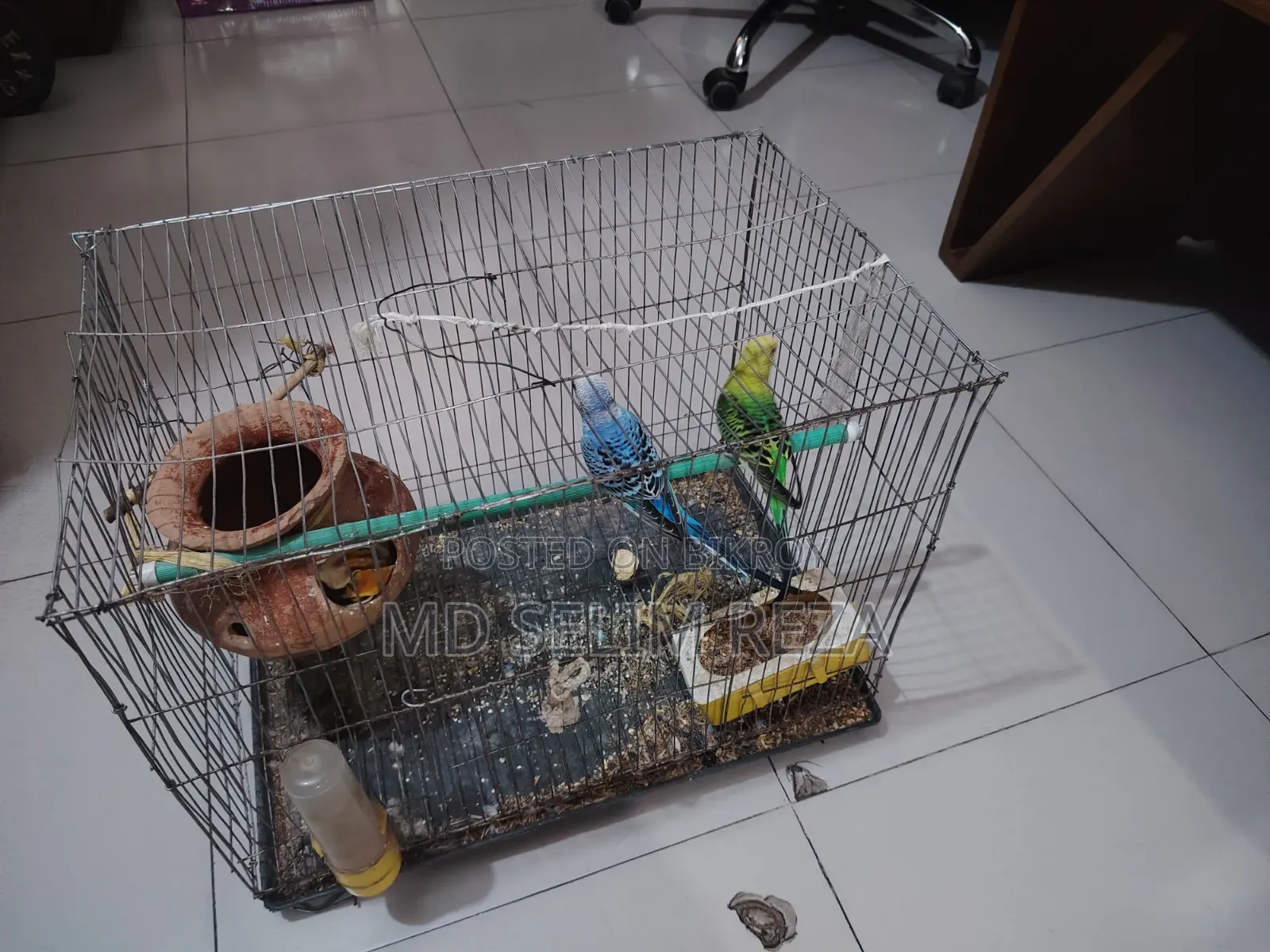 A pair of male and female lovebird birds with cage and food will be sold.