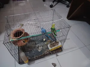 A pair of male and female lovebird birds with cage and food will be sold.