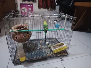 A pair of male and female lovebird birds with cage and food will be sold.