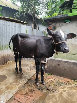 বকনা গরুটি বিক্রি করা হবে