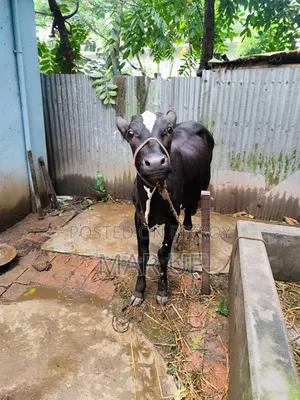 বকনা গরুটি বিক্রি করা হবে