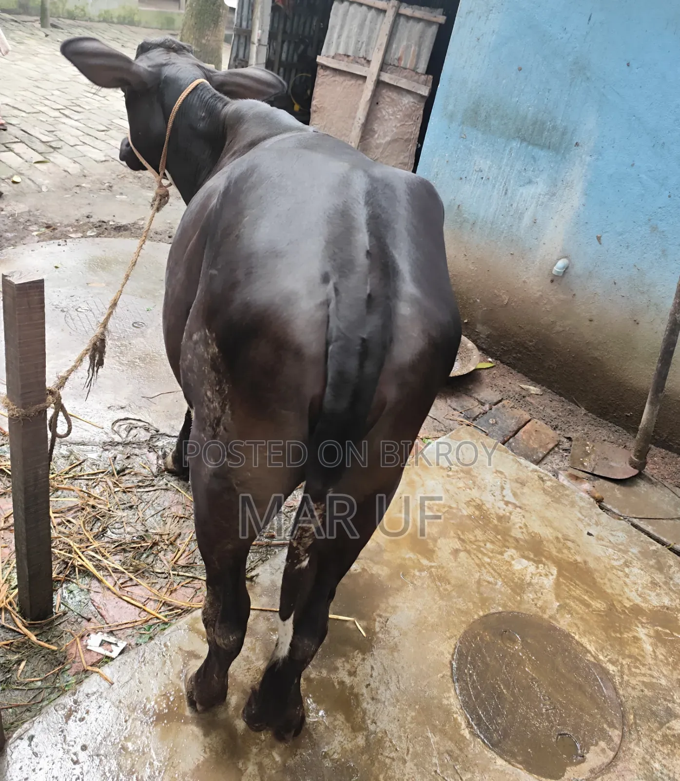 বকনা গরুটি বিক্রি করা হবে