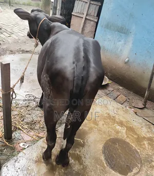 বকনা গরুটি বিক্রি করা হবে