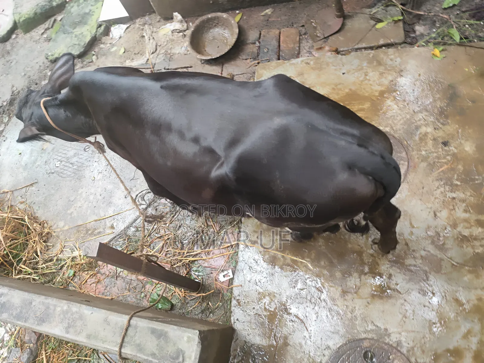 বকনা গরুটি বিক্রি করা হবে