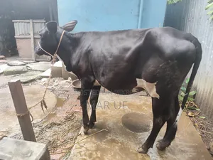 বকনা গরুটি বিক্রি করা হবে