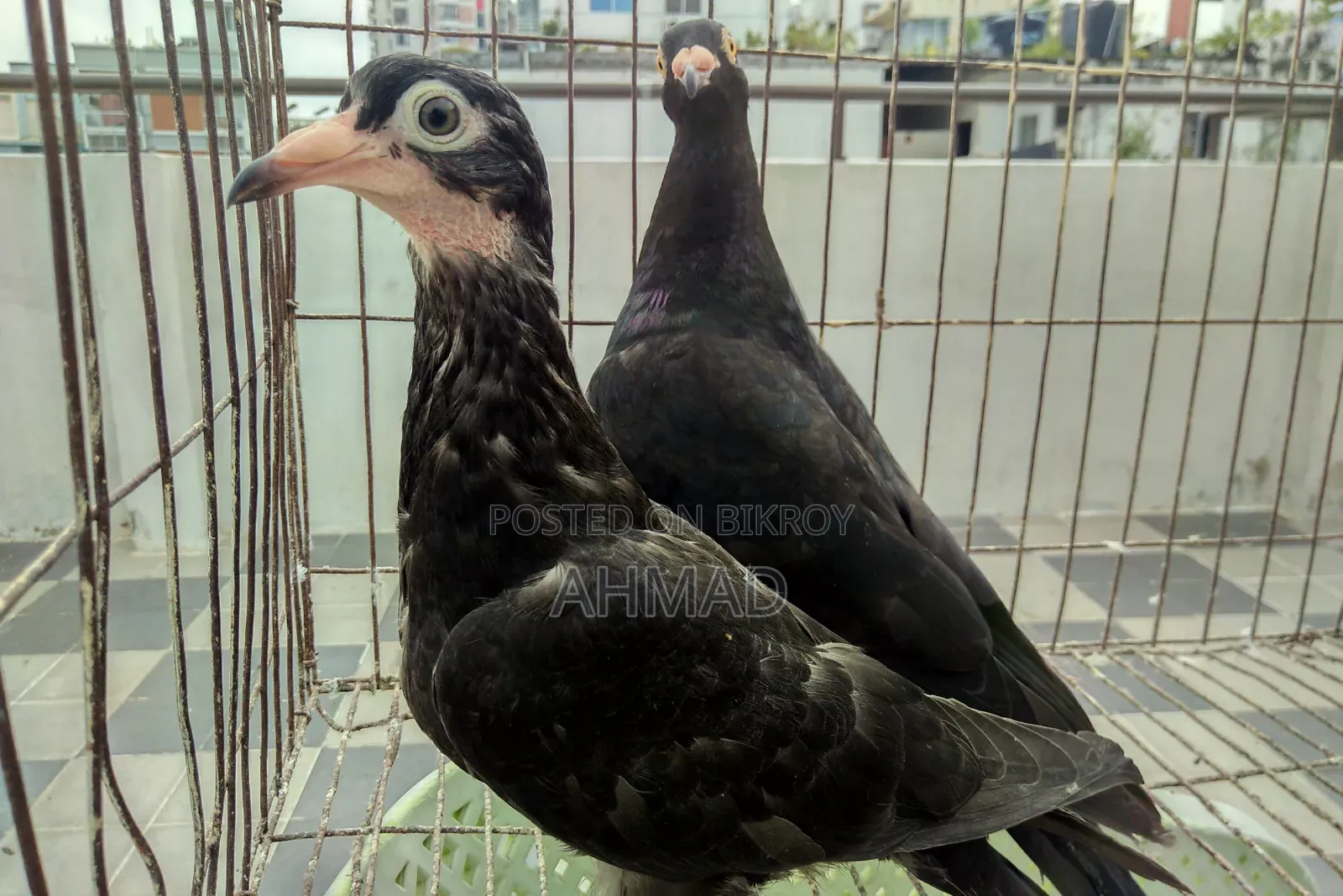 Andalusian Black Resar New Adult
