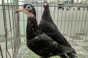 Andalusian Black Resar New Adult