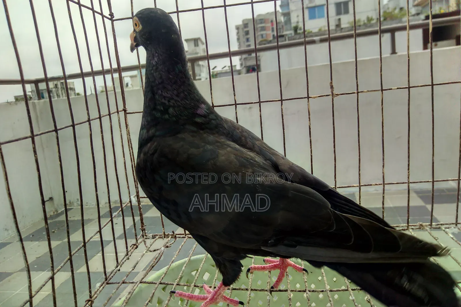 Andalusian Black Resar New Adult
