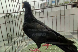 Andalusian Black Resar New Adult