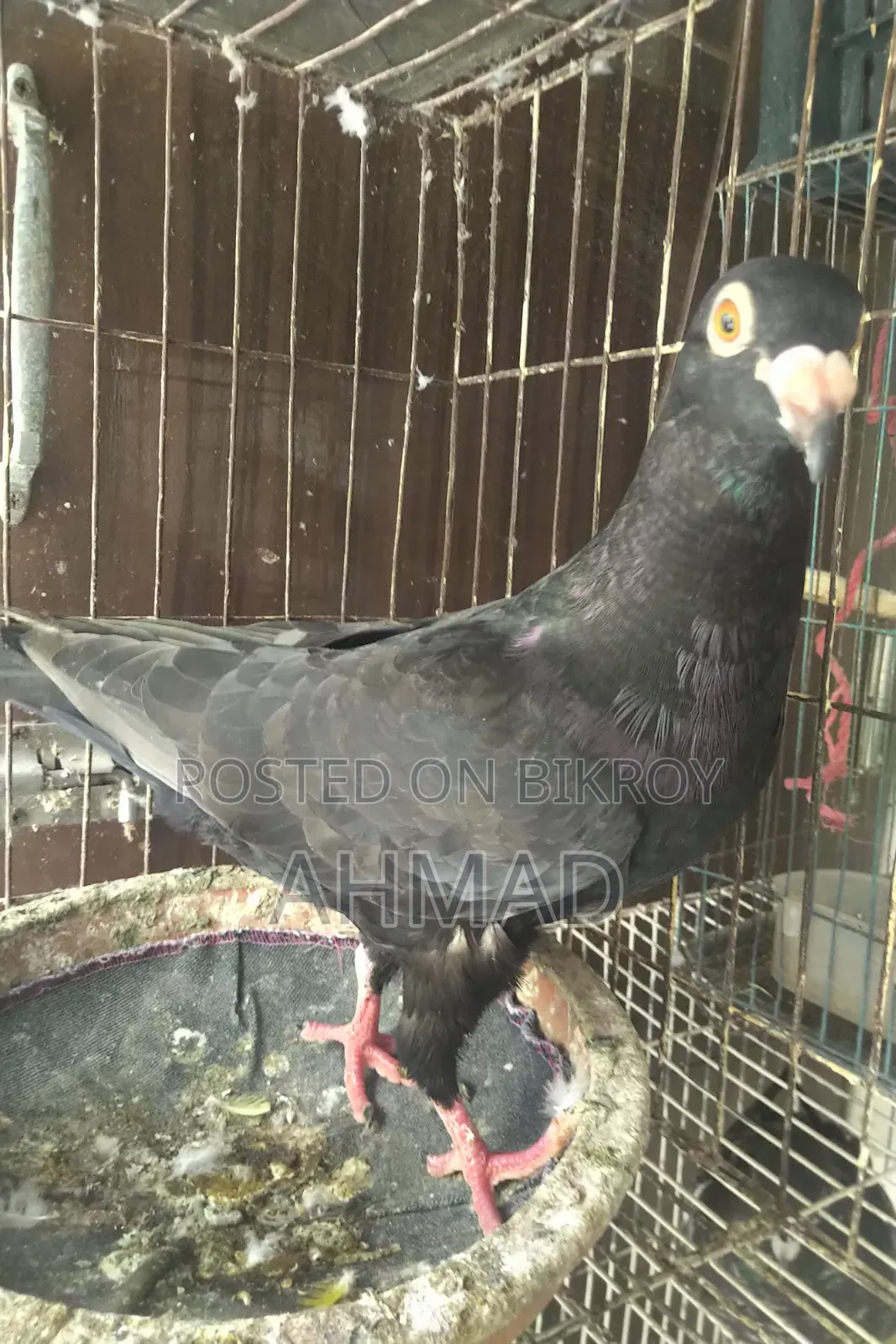 Andalusian Black Resar New Adult