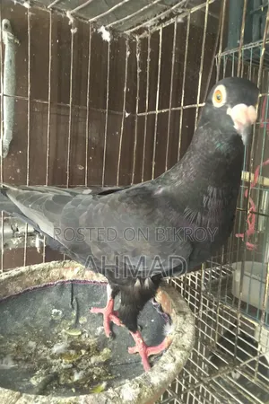 Andalusian Black Resar New Adult