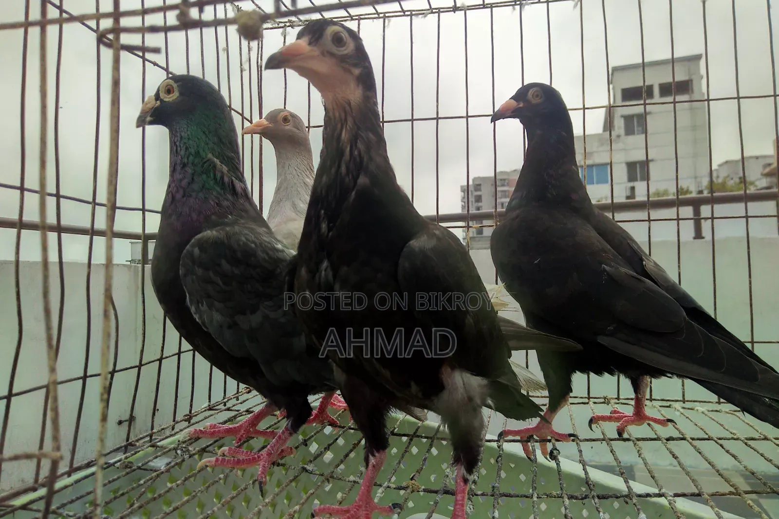 Andalusian Black Resar New Adult