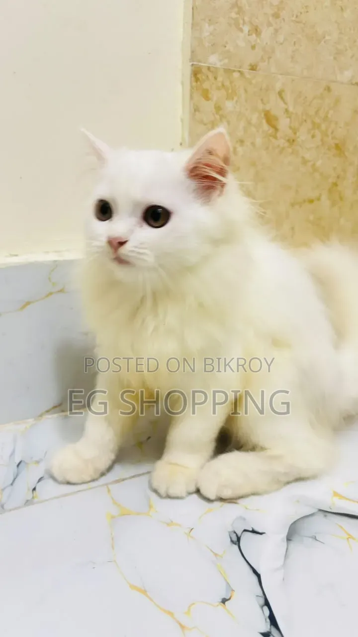 3-6 months Male Purebred Persian