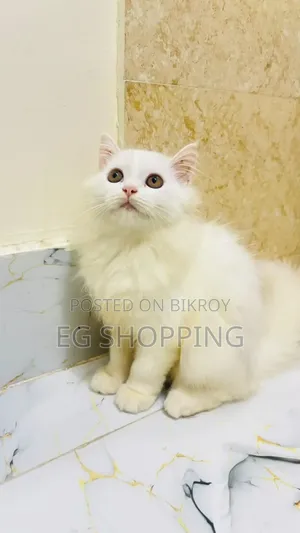 3-6 months Male Purebred Persian