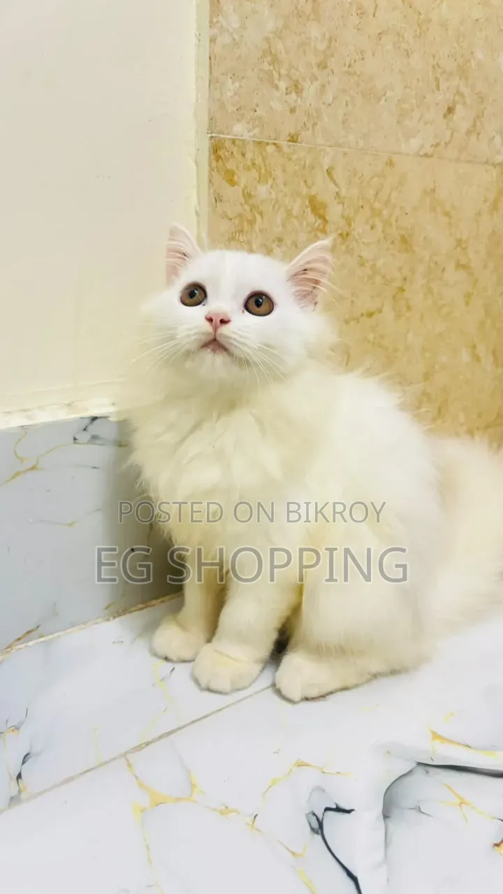 3-6 months Male Purebred Persian