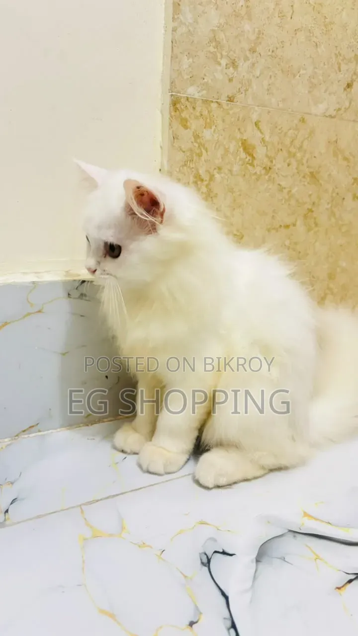 3-6 months Male Purebred Persian