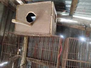 ব্লিডিং বক্স