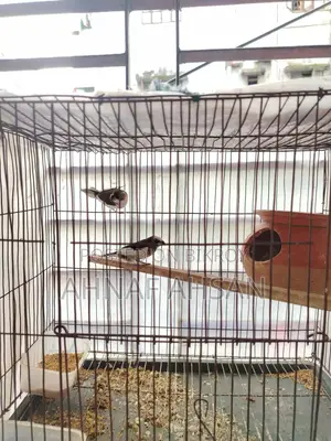 1 Pair Adult Bengali Finch