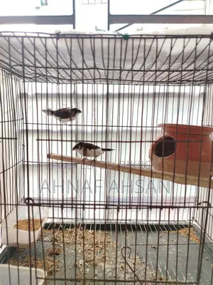 1 Pair Adult Bengali Finch