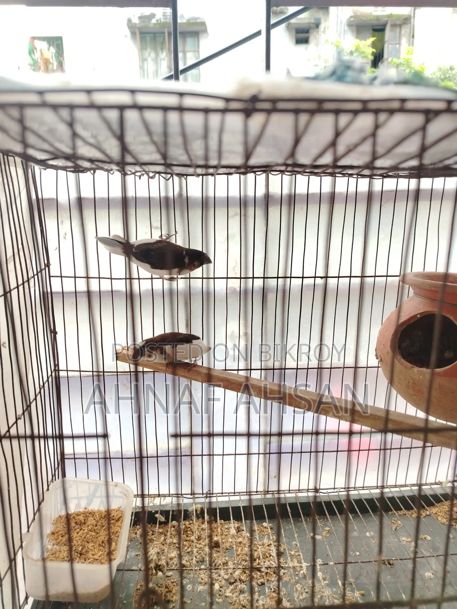 1 Pair Adult Bengali Finch