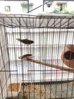 1 Pair Adult Bengali Finch