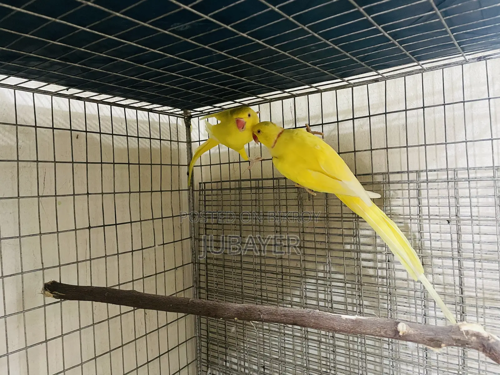 Lutino Ringneck Breeding Pair