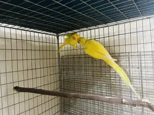 Lutino Ringneck Breeding Pair
